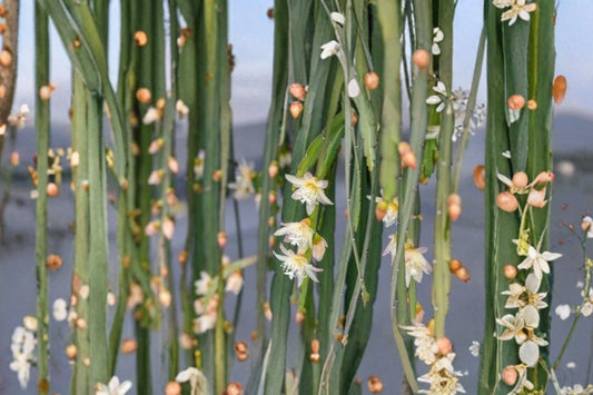 Rhipsalis Collection – 9 Live Unrooted Cuttings | 3 Varieties 3 Each | Tropical Forest Cactus | Trailing Epiphytic Cactus Collection
