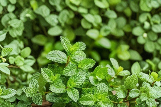 3 Live Peppermint Plants – Mentha Piperita Edible Aromatic Herb | 2–5 Inch Bare Root Plants | 薄荷 | Culinary Herb Garden Starter
