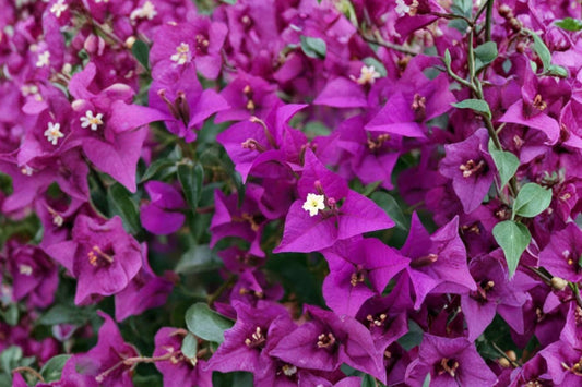 Bougainvillea ‘Silhouette’ – Live Well-Rooted Starter Plant | Tropical Flowering Vine | Blooming Size Plug Plant | Patio & Garden Plant