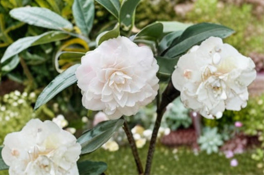 Miss Biloxi Camellia Japonica – Live Starter Plant | 3 Inch Pot | Unique Flowering Camellia | Rare Evergreen Shrub | USA Seller