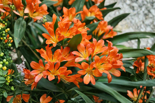 Clivia Miniata Bush Lily – Live Plant | Approx 10 Leaves | Orange Flowers | Bare Root Evergreen Houseplant | Ready to Plant