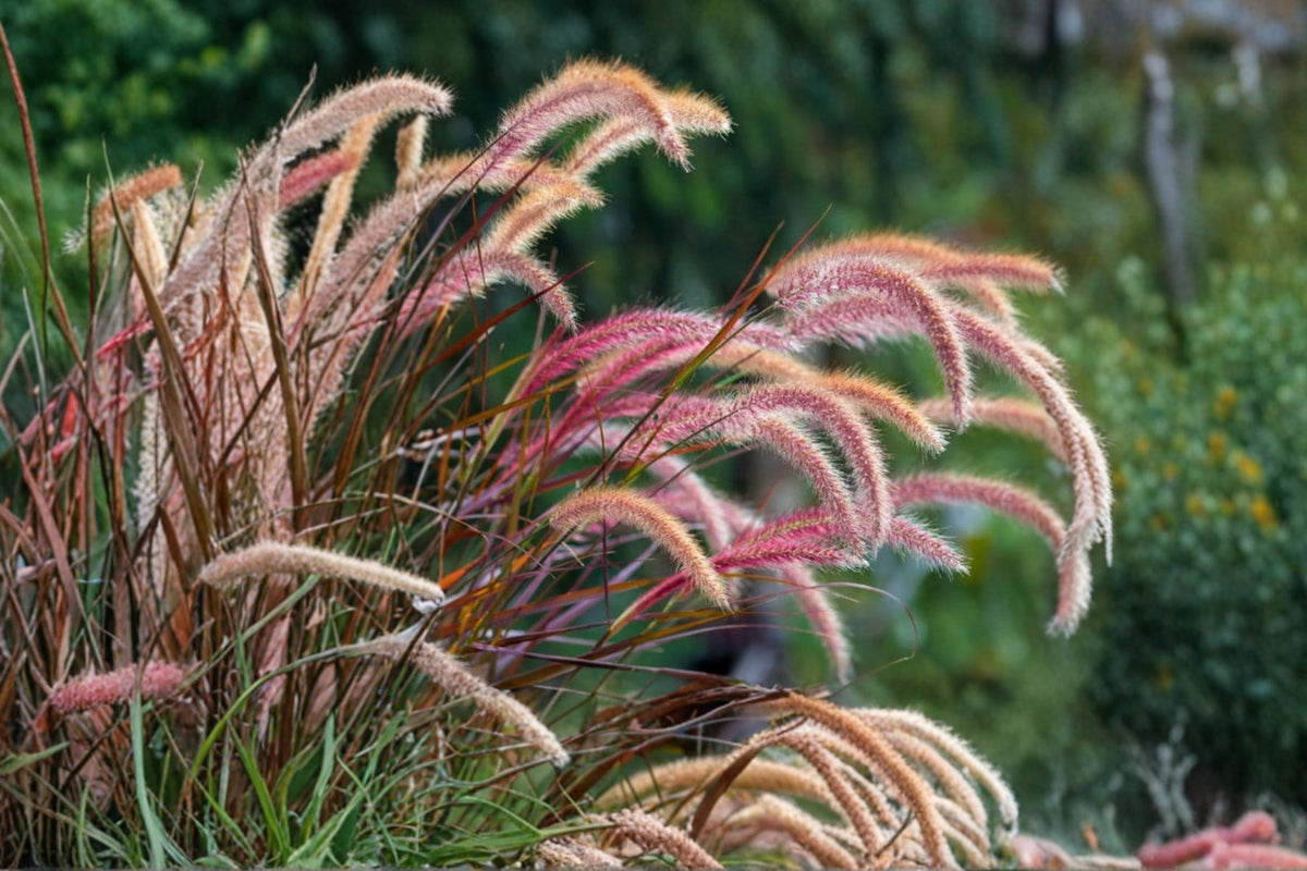 Purple Fountain Grass Live Plant, Pennisetum, 5–8 Inch Tall, Ornamental Grass Starter, No Pot
