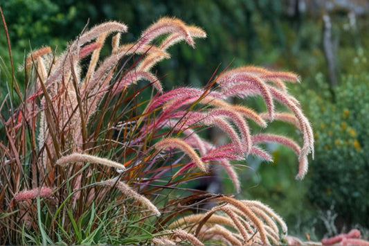 Purple Pennisetum Fountain Grass – Live Ornamental Grass | 5–8 Inches Tall | Burgundy Purple Foliage | Garden Border & Patio Plant