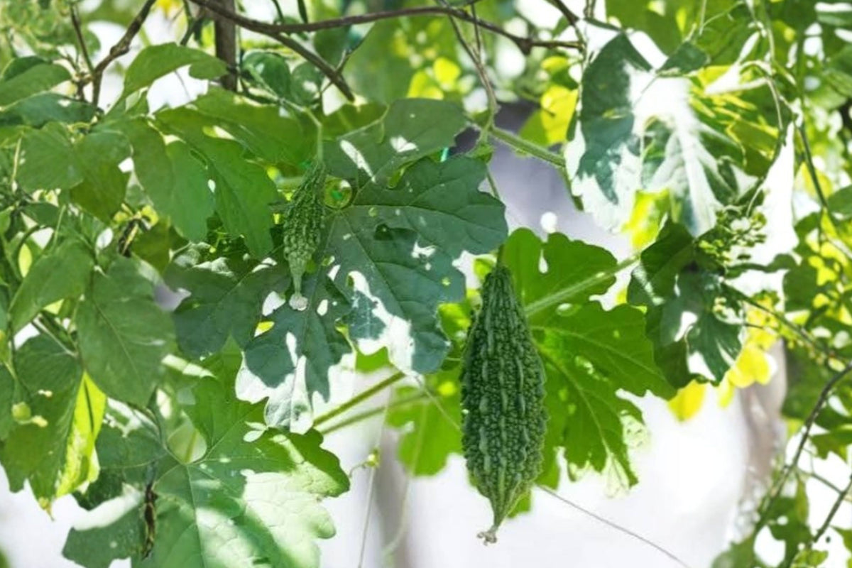 Green Bitter Melon – Momordica Charantia Live Plant | 8 Inches Tall | 4 Inch Pot | Edible Vegetable Vine | Asian Garden Plant