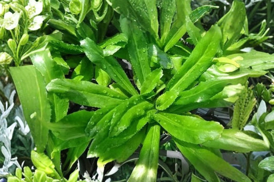 4 Culantro Live Plants – Eryngium Foetidum | 4–7 Inches Tall | Ngo Gai Vietnamese Herb | Long Coriander | Pho & Culinary Herb Plants