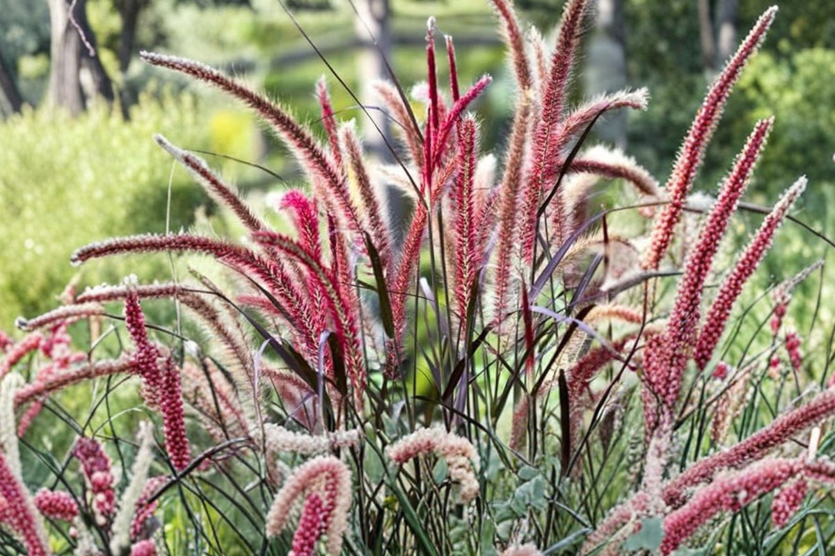 2 Black Fountain Grass Live Plants, 5–9 Inch Tall, Dark Foliage Ornamental Grass, Landscape Garden Plants