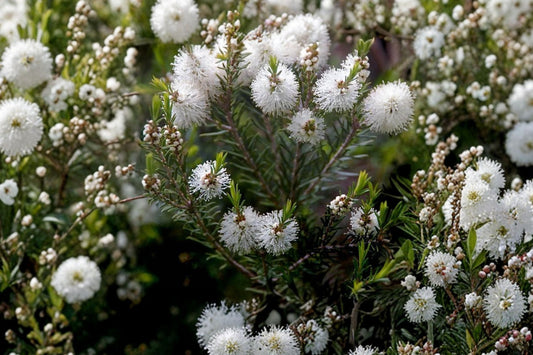 Tea Tree – Melaleuca alternifolia Live Plant | Large 6 Inch Pot | Aromatic Evergreen Shrub | Patio & Container Plant | Tropical Landscape Tree