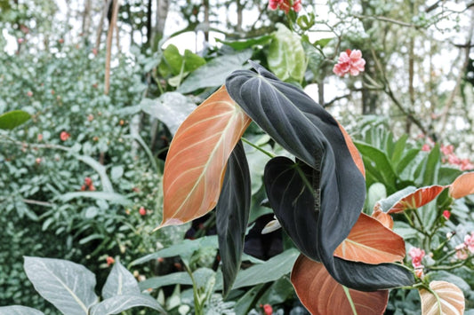 Black Gold Philodendron – Live Rare Houseplant | 5–8 Inches Tall | Striking Tropical Foliage | Indoor Aroid Plant | Home & Office Decor