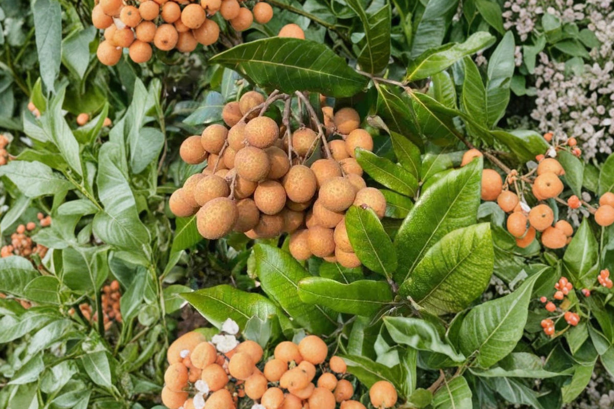 Longan Tree Live Plant, 5–8 Inch Tall, Dimocarpus longan Tropical Fruit Tree, Dragon Eye Fruit Plant