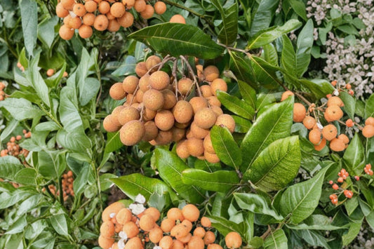 Longan Fruit Tree – Dimocarpus longan Live Plant | 5–8 Inches Tall | Tropical Fruit Tree Starter | Edible Garden & Patio Plant