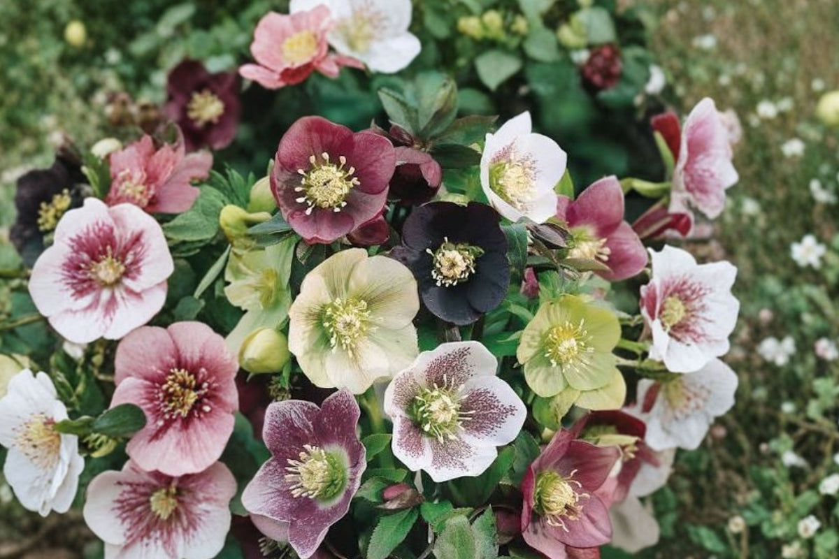 4 Hellebore Live Plants Collection, Mixed Varieties, Lenten Rose Perennial Flowering Plants, Garden Starter Bundle