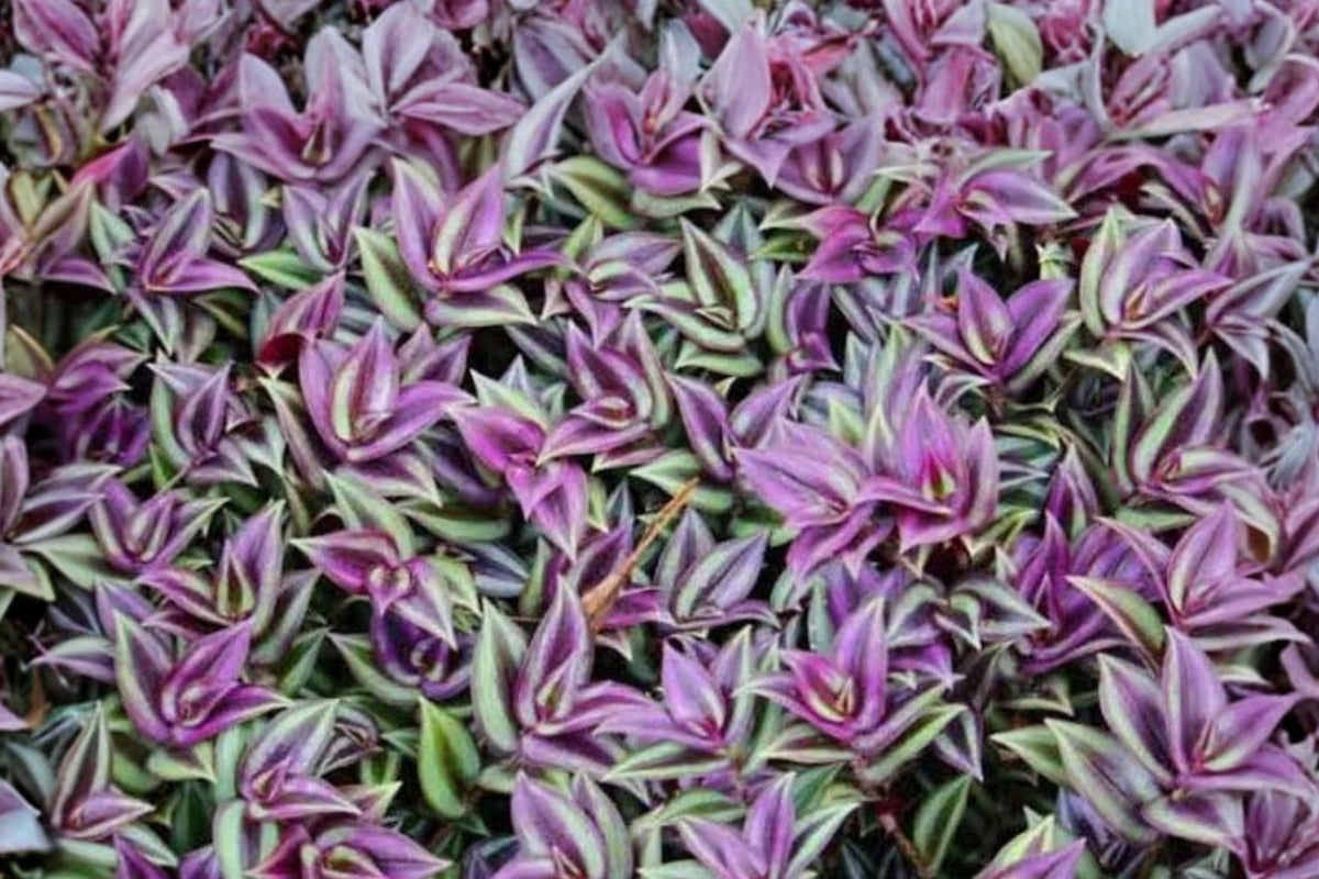 Tradescantia Zebrina Live Plant, Purple Wandering Dude Houseplant, Full Mature Plant in 4 Inch Pot, Trailing Plant