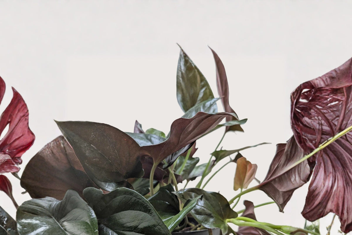 Syngonium Red Arrow Live Plant, Rooted 4 Inch Pot, Burgundy Arrowhead Vine, Tropical Aroid Houseplant