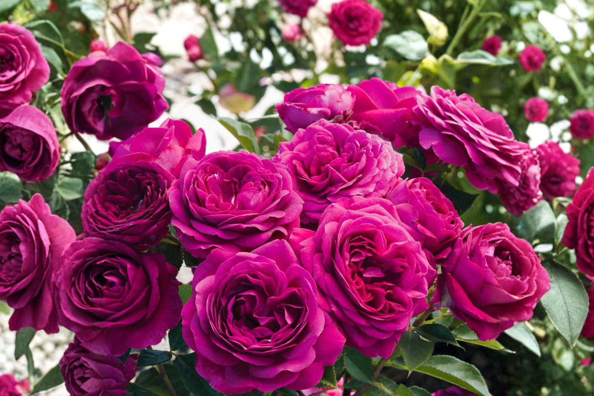 Celestial Night Rose Live Plant, 5 Inch Tall Starter, Fragrant Purple Rose Bush, Flowering Garden Rose