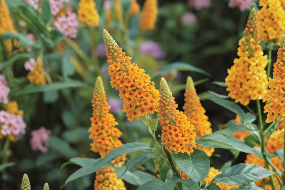 2 Butterfly Bush Live Plants, Buddleia, 4–7 Inch Tall, Flowering Perennial Shrub, Pollinator Garden Starter Plants