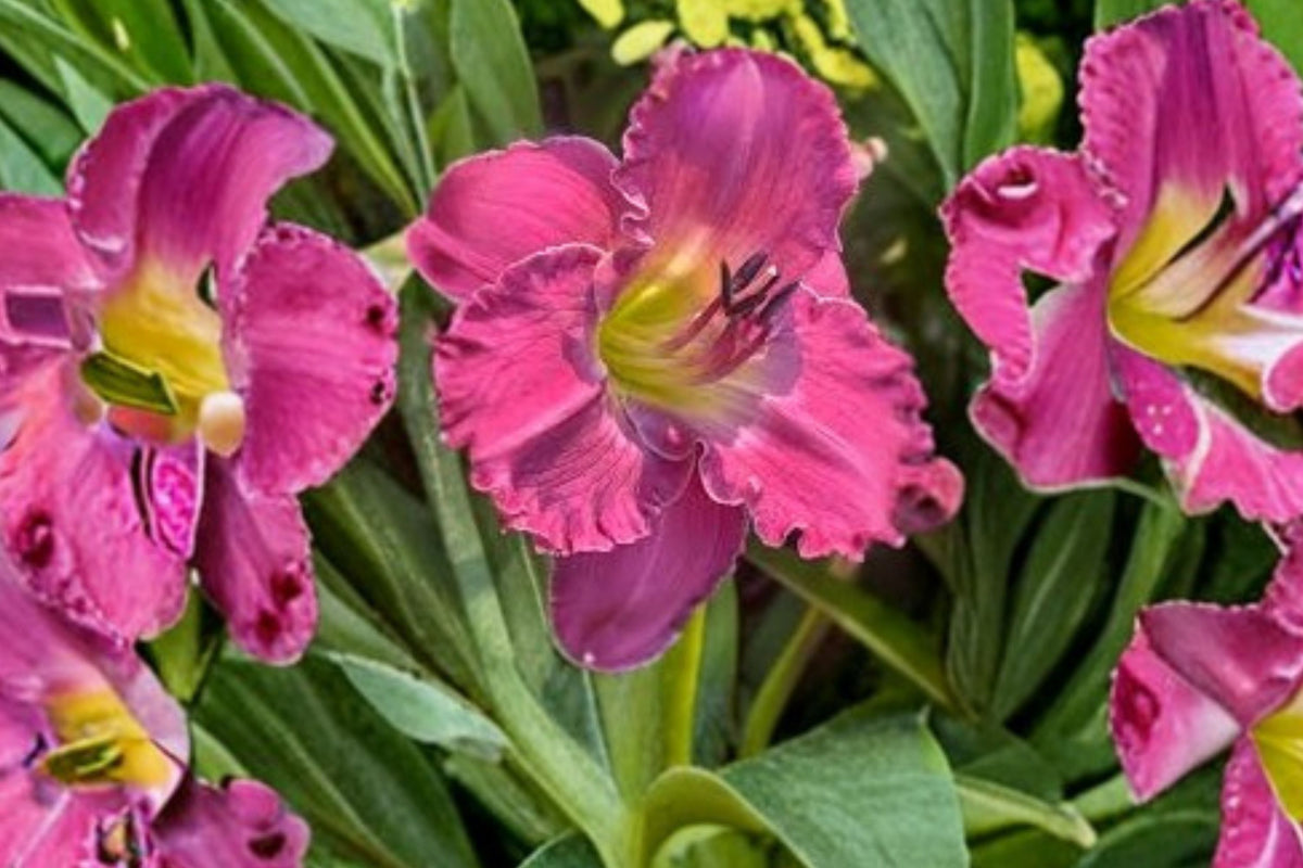 Irving Shulman Daylily Live Plant, Purple Rebloomer Hemerocallis, Perennial Flowering Garden Plant