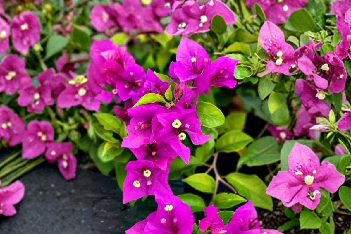 3 Purple Bougainvillea Live Plants, 4–7 Inch Tall, Tropical Flowering Vine Starters, Climbing Patio Garden Plants
