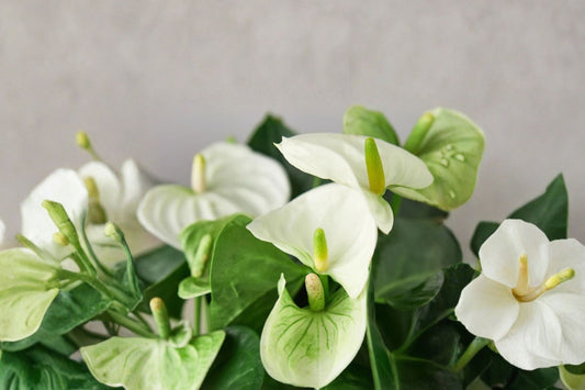Anthurium Scherzerianum Sparkling White – Exotic Live Tropical Plant | Heart-Shaped Foliage | Flamingo Flower | Rare Aroid Houseplant | Ecuador Grown