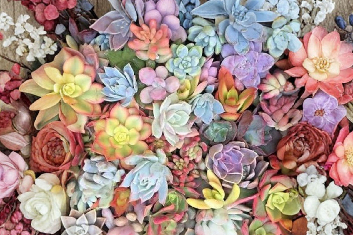 15 Assorted Succulent Cuttings Live Plants, Mixed Red Pink Green Succulents, Unrooted Starter Variety Pack, Plant Gift
