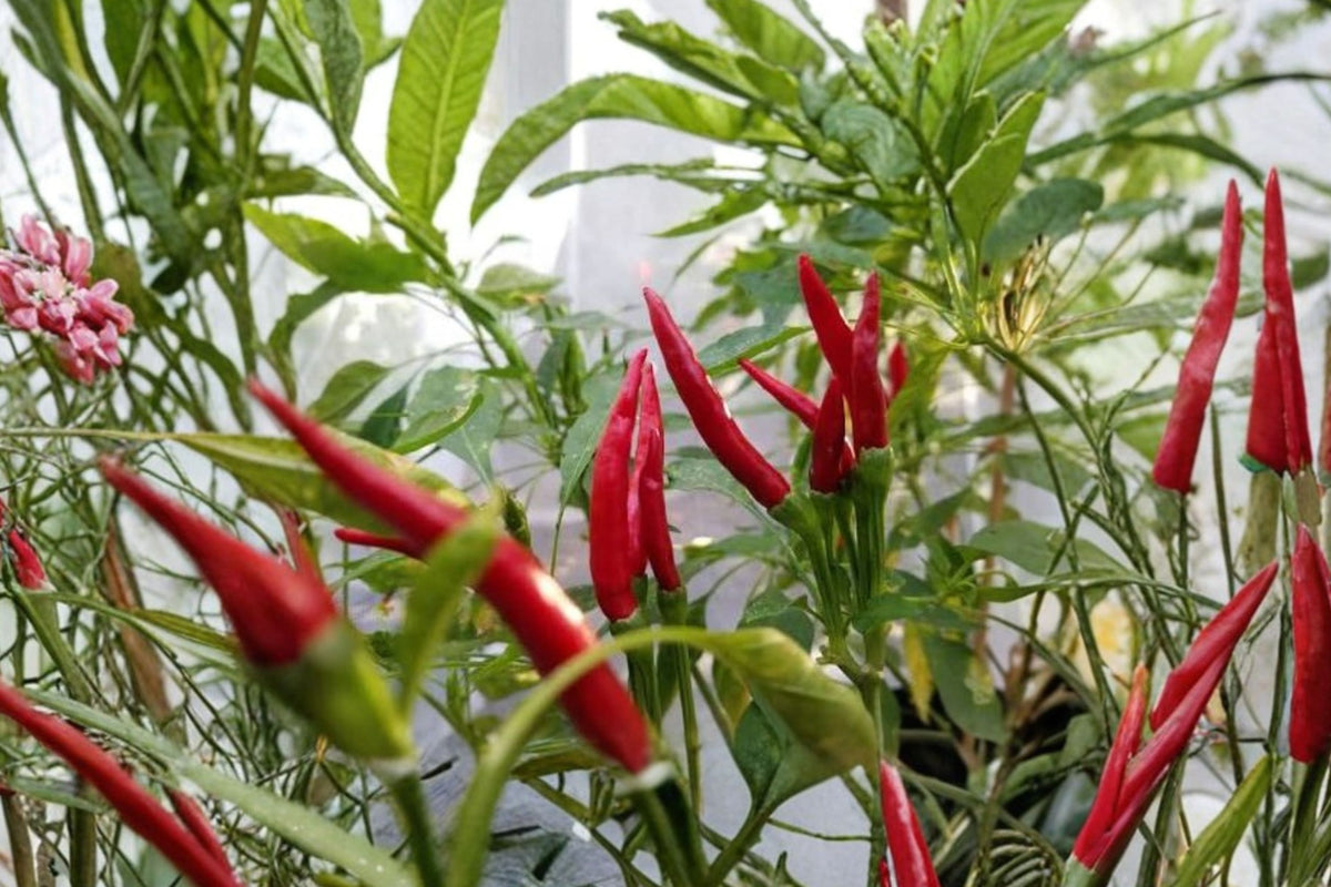 3 Thai Red Dragon Chili Pepper Live Plants, 75 Days Old, Hot Pepper Seedlings, Spicy Edible Garden Plants
