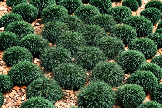 Ophiopogon Japonicus ‘Nana’ – Dwarf Mondo Grass Live Plant | 4 Inch Pot | Evergreen Ground Cover | Deer Resistant | Low Growing Landscape Plant