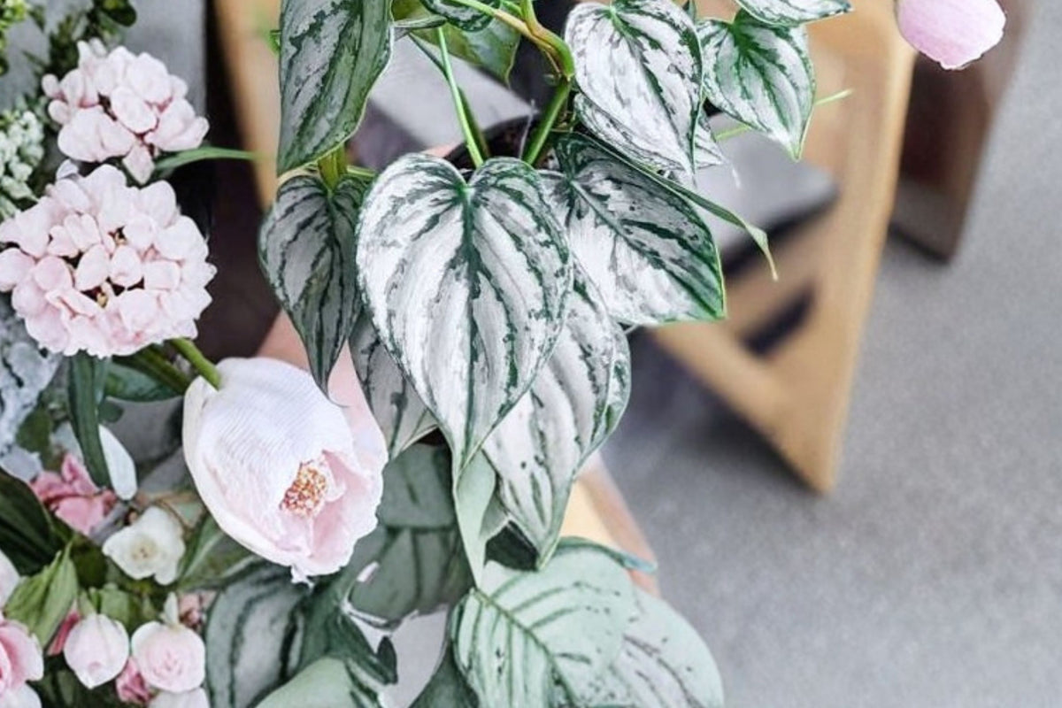 Philodendron Brandtianum Silver Shield Live Plant, 4 Inch Pot, Silver Leaf Climbing Aroid, Tropical Houseplant