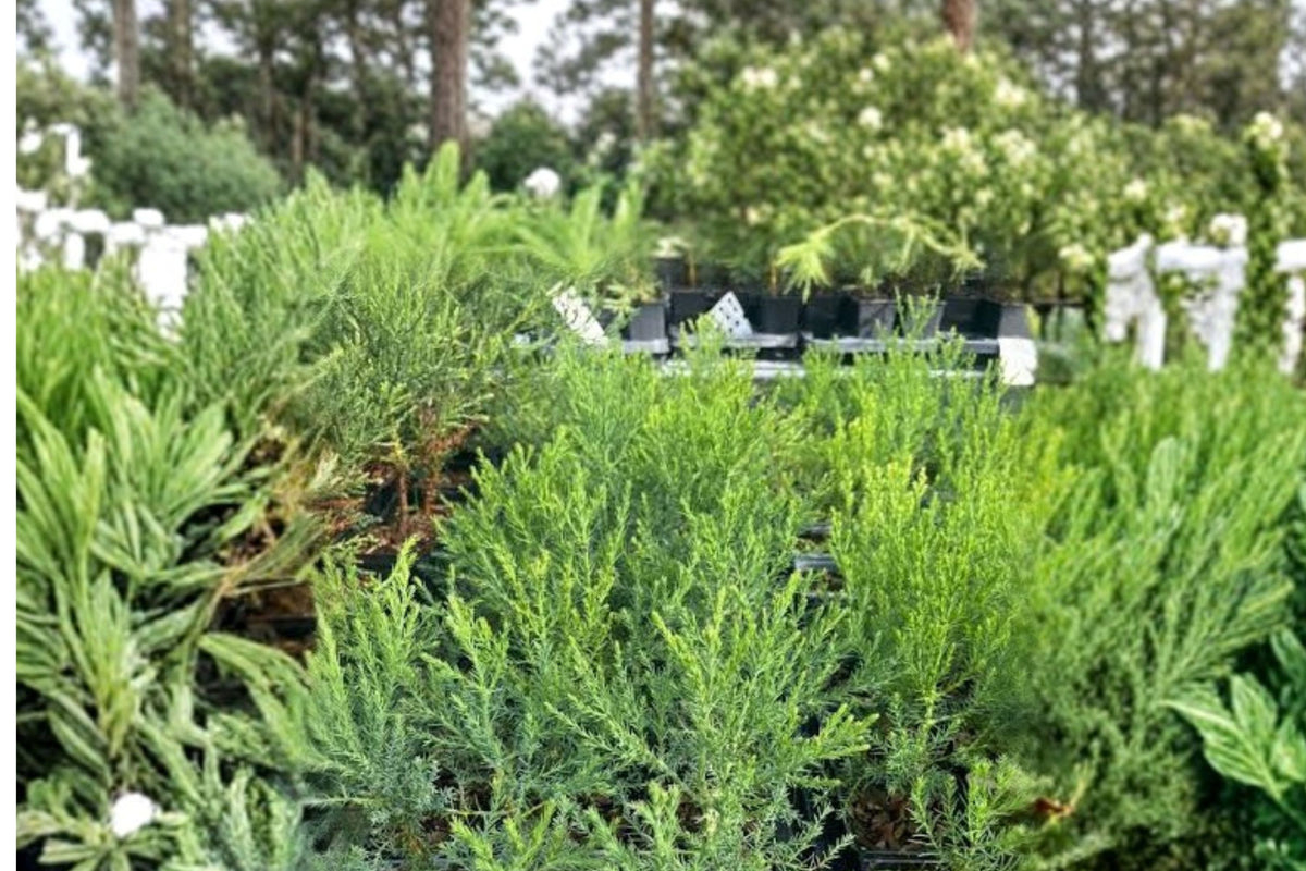 Giant Sequoia Live Tree Seedling, Sequoiadendron giganteum, Small Redwood Starter Tree, The Jonsteen Company