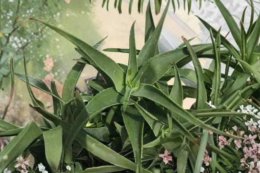 Climbing Aloe – Aloiampelos ciliaris Live Succulent Vine Plant | 3.5–4 Inch Pot | Fast Growing Climber | Orange-Red Flowers | Trellis Plant