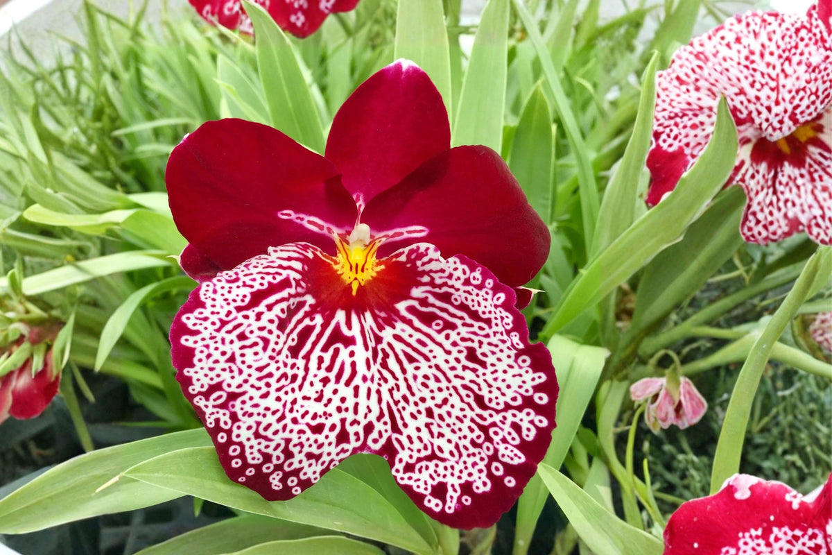 Miltoniopsis Breathless ‘Beauty’ Live Orchid Plant, Pansy Orchid, Fragrant Flowering Orchid from Hawaii