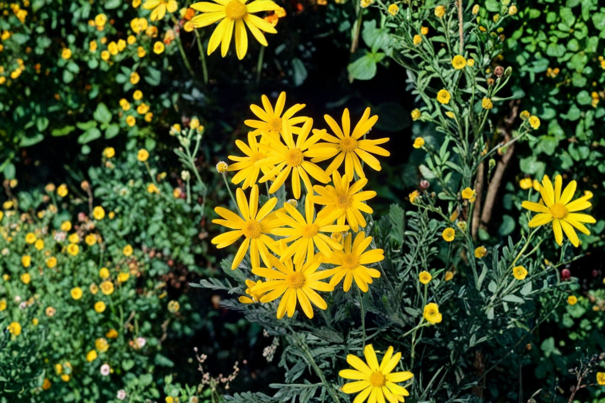 Yellow Euryops Daisy Live Plant, Euryops pectinatus ‘Viridis’, 4 Inch Pot, Yellow Flowering Shrub, Garden Plant