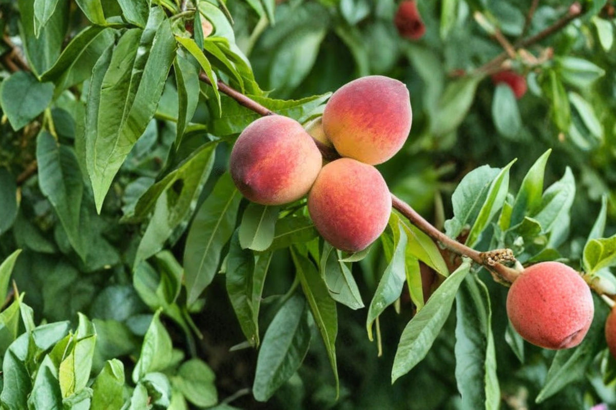 China Pearl White Peach Live Fruit Tree, White Flesh Peach Plant, Organic Grown Fruit Tree, Prunus persica
