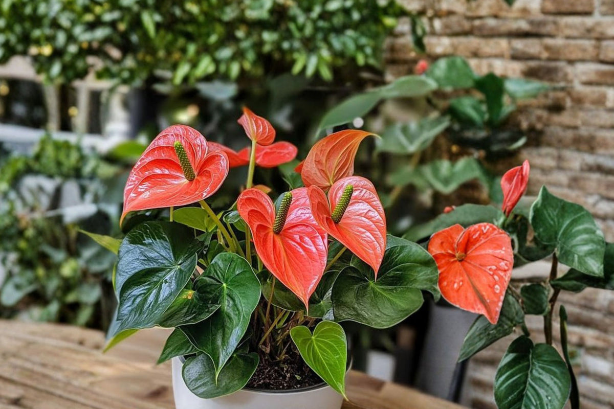 Anthurium Pallidiflorum Live Plant – Rare Anthurium Houseplant | Long Strap Leaf Tropical Plant | Exotic Indoor Green Plant | Collector Aroid