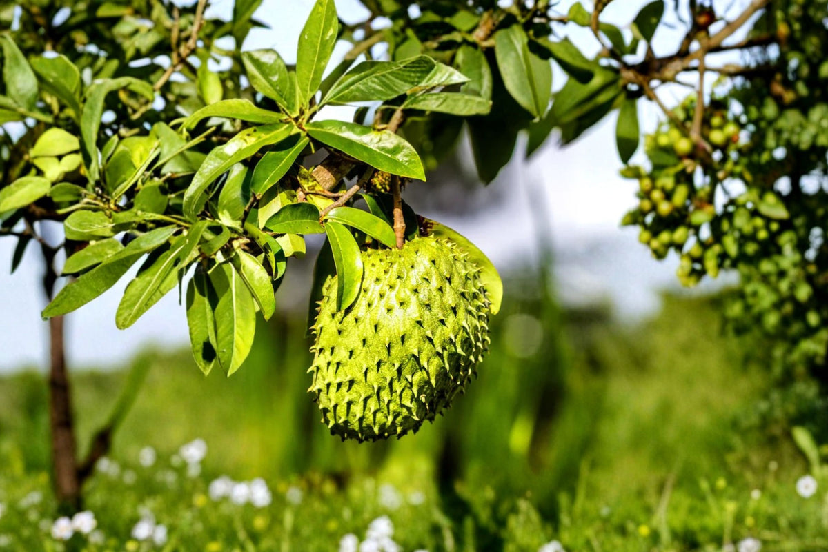 Soursop Guanabana Live Tree – Annona muricata Seedling | 4–8 Inches Tall | 3 Month Old Tropical Fruit Starter Plant | Home Garden Fruit Tree | No Pot