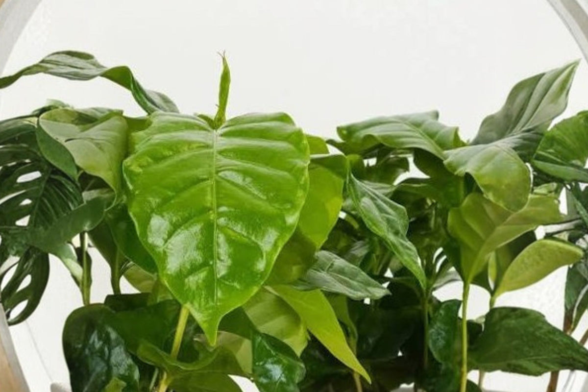 Arabica Coffee Plant Live – Coffea arabica | 6 Inch Live Plant | Tropical Coffee Houseplant | Glossy Green Indoor Plant | Patio & Container Friendly