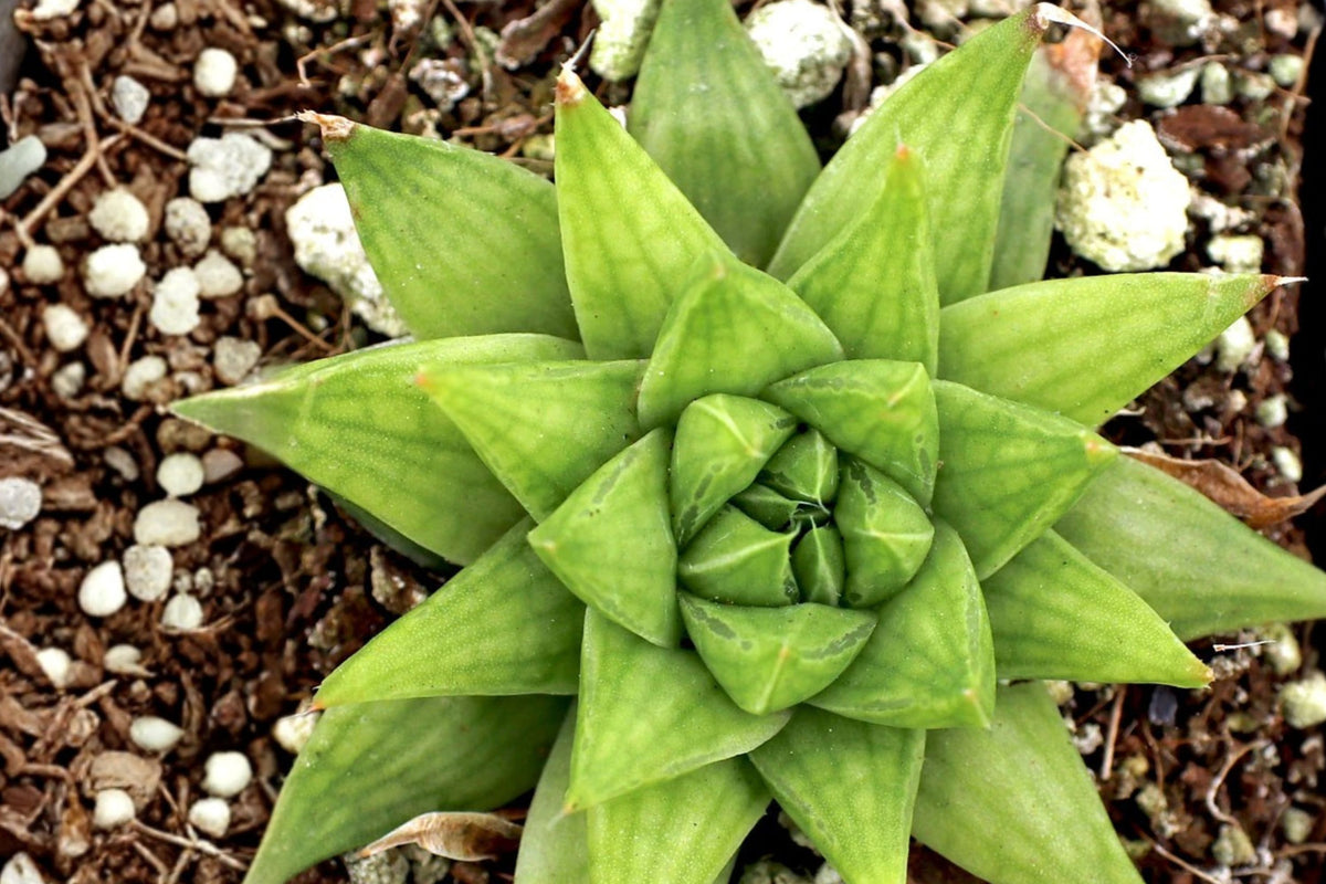 Haworthia Marumiana var. Batesiana Live Succulent – 2 Inch Nursery Pot | Green Rosette Houseplant | South African Succulent | Beginner Friendly Indoor Plant