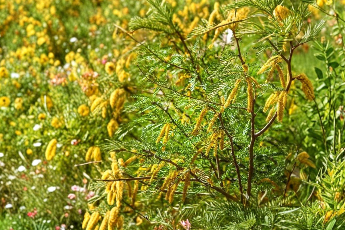 Honey Mesquite Tree Live Plant – 3+ Inch Bare Root Seedling | Prosopis glandulosa Starter Tree | Drought Tolerant Landscape Plant | Desert Garden Tree