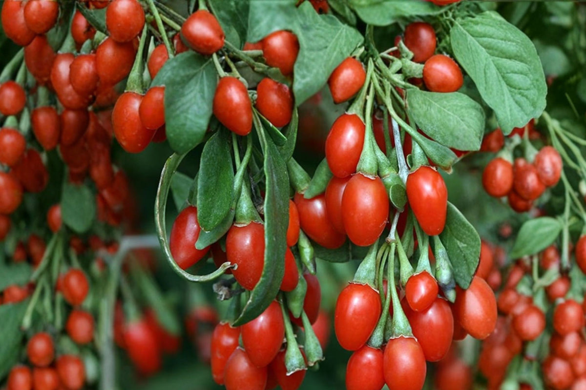 3 Goji Berry Bare Root Live Plants – 4–8 Inches Long | Lycium barbarum Starter Plants | Ready to Plant Berry Shrubs | Edible Garden Fruit Plants