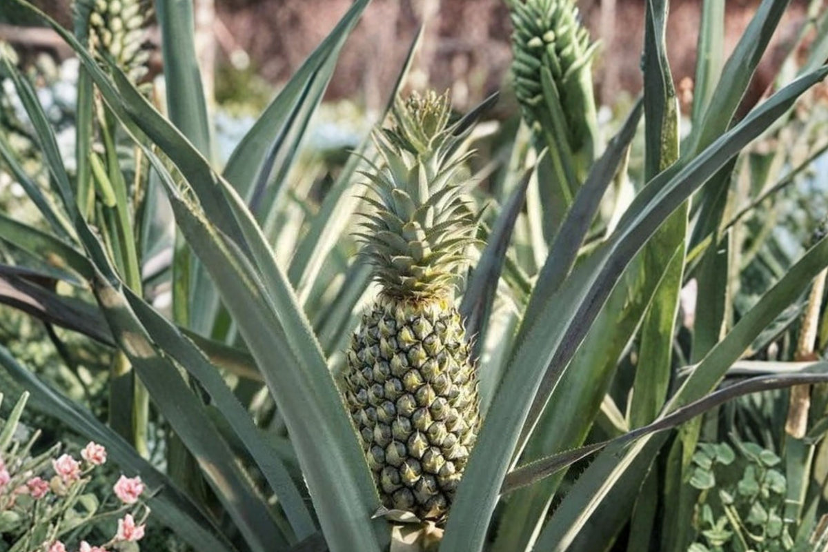 Florida Special Pineapple Plants – 8 Live Starter Plants | Ananas comosus Tropical Fruit Plants | Rooted Pineapple Starters | Patio & Container Friendly