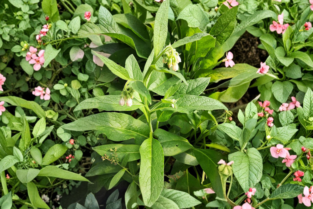 Russian Comfrey Bocking 4 Live Plant – 4 Inch Plant | Symphytum × uplandicum | Perennial Garden Herb | Pollinator & Permaculture Plant | Organic Garden Favorite