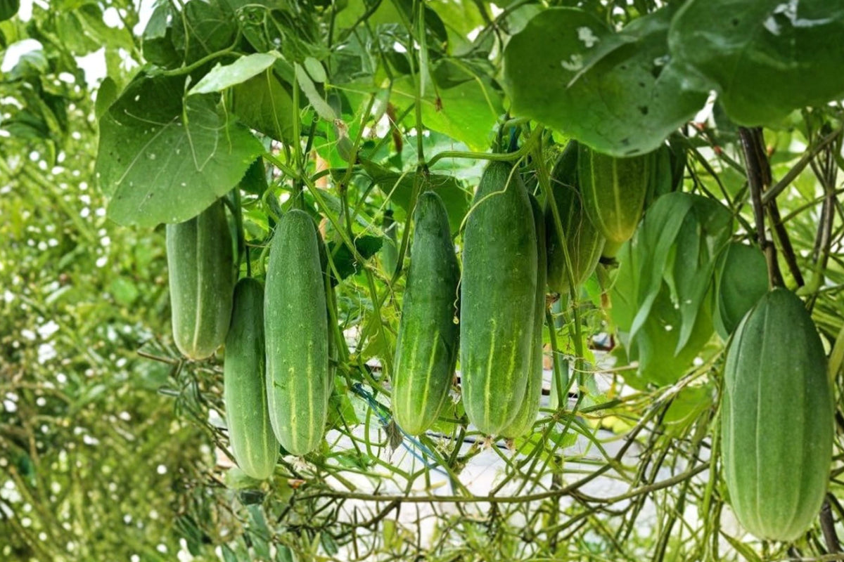 Marketmore Cucumber Live Plants – 2 Plants in 4 Inch Pots | 4–6 Inches Tall | Vegetable Garden Starter Plants | Patio & Container Friendly | Home Garden Cucumber