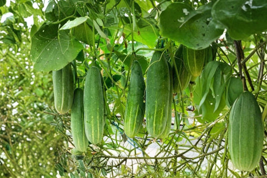 Marketmore Cucumber Live Plants – 2 Plants in 4 Inch Pots | 4–6 Inches Tall | Vegetable Garden Starter Plants | Patio & Container Friendly | Home Garden Cucumber