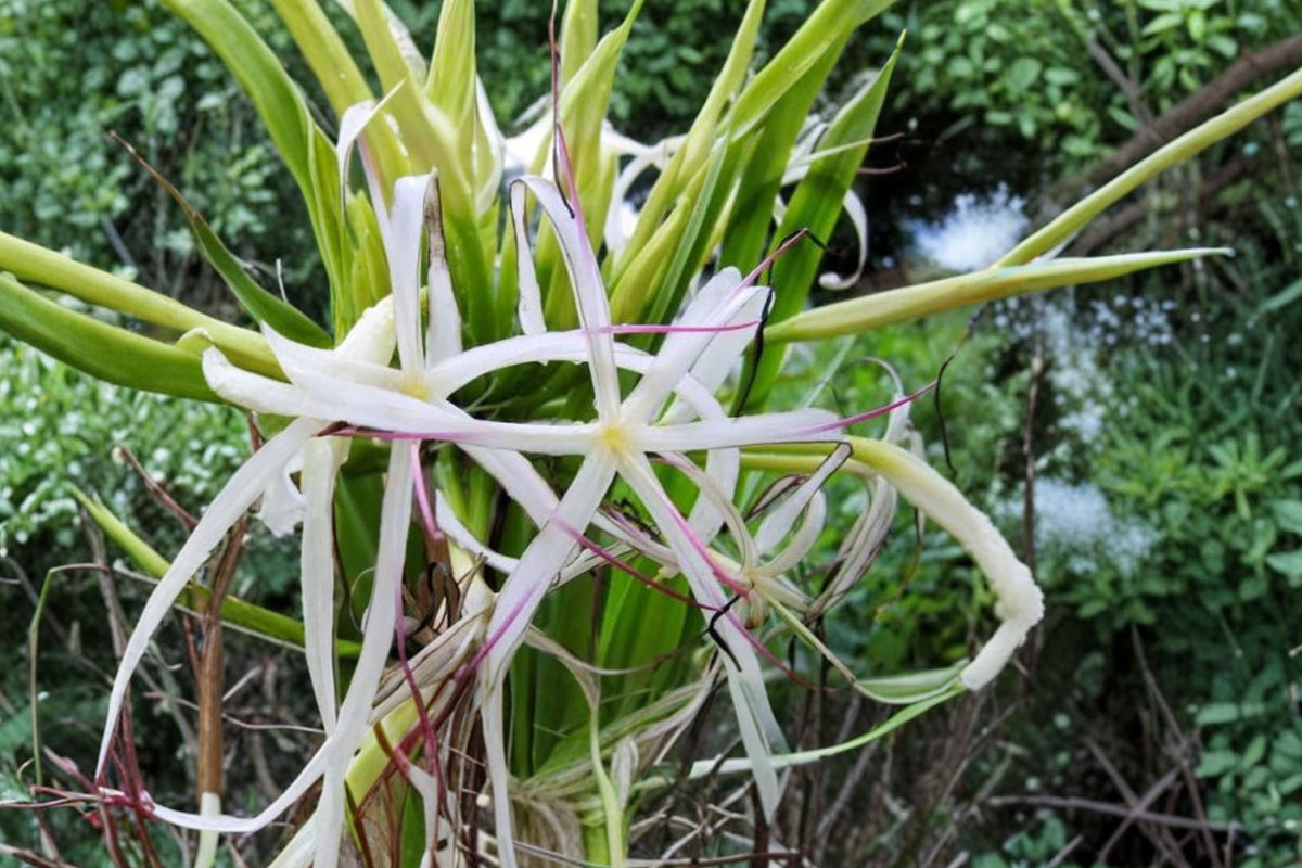 Giant Crinum Asiaticum Spider Lily Live Plant – 6–10 Inch Starter Plant | Tropical Lily | Large Foliage Flowering Plant | Outdoor Garden & Landscape Plant