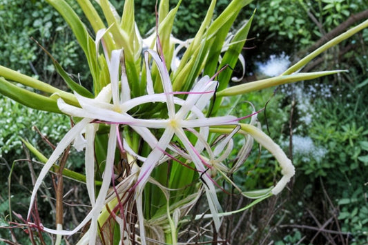 Giant Crinum Asiaticum Spider Lily Live Plant – 6–10 Inch Starter Plant | Tropical Lily | Large Foliage Flowering Plant | Outdoor Garden & Landscape Plant