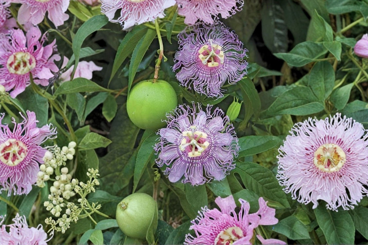 Passionflower Maypop Live Plant – Passiflora incarnata | 4–8 Inch Rooted Starter Vine | Purple Flowering Passion Vine | Edible Fruit Plant | Trellis Garden Plant