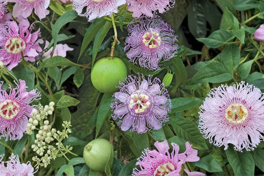 Passionflower Maypop Live Plant – Passiflora incarnata | 4–8 Inch Rooted Starter Vine | Purple Flowering Passion Vine | Edible Fruit Plant | Trellis Garden Plant