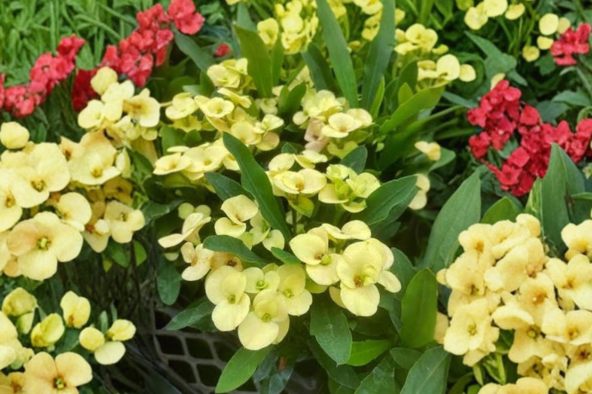 Variegated Euphorbia Milii “Crown of Thorns” Live Plant – 9–11 Inches Tall | 4 Inch Pot | Rooted Variegated Succulent | Tropical Flowering Houseplant