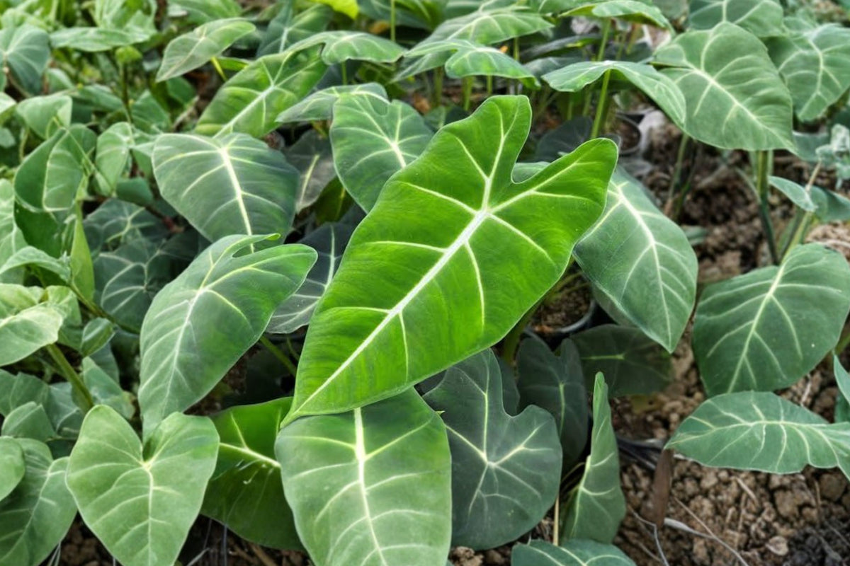 Alocasia Frydek Live Plant – 4–6 Inches Tall | Rooted Green Velvet Alocasia | 2–3 Leaf Tropical Houseplant | Exotic Indoor Aroid Plant