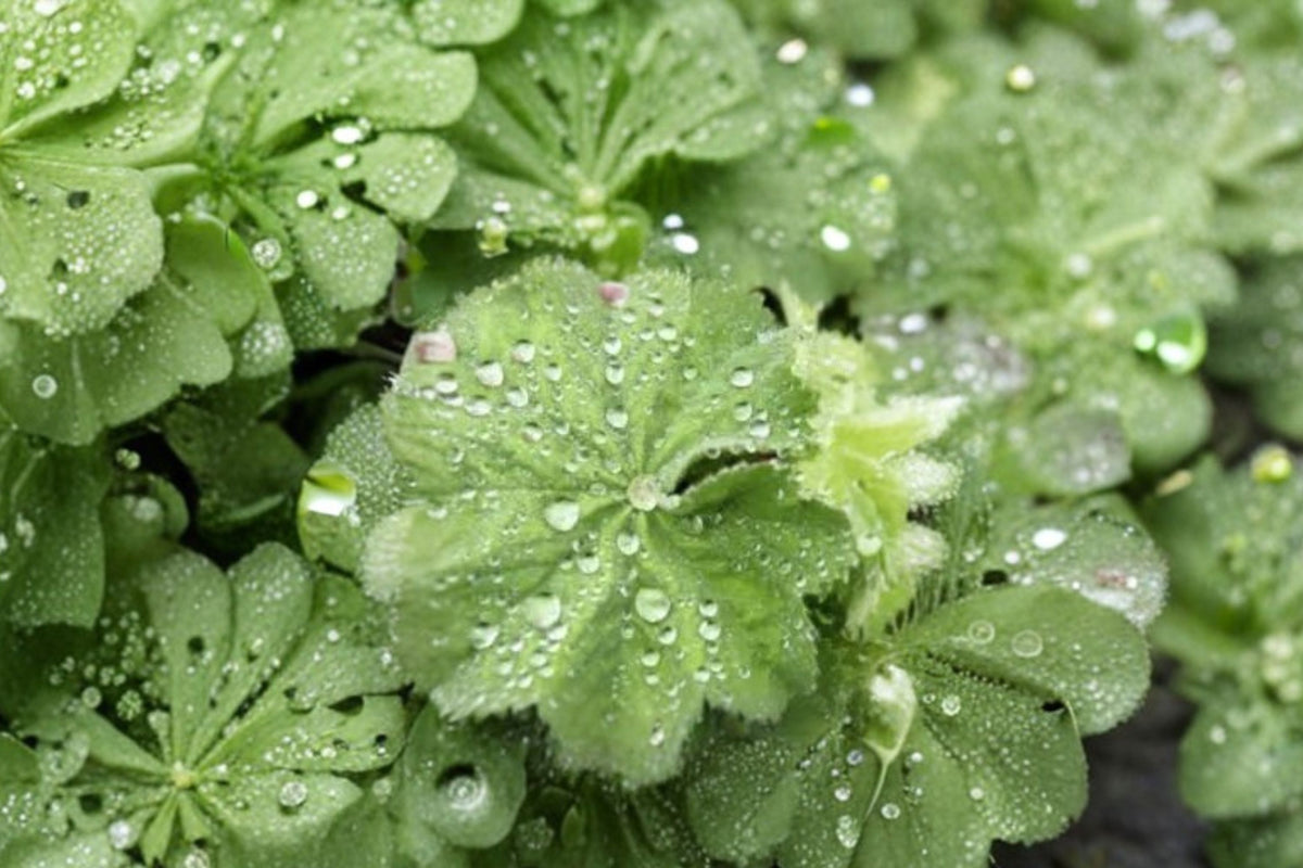 Alchemilla ‘Thriller’ Live Plant – 2–4 Inch Well-Rooted Plug | Lady’s Mantle Perennial | Chartreuse Flowering Plant | Cottage Garden Groundcover
