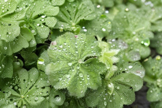 Alchemilla ‘Thriller’ Live Plant – 2–4 Inch Well-Rooted Plug | Lady’s Mantle Perennial | Chartreuse Flowering Plant | Cottage Garden Groundcover