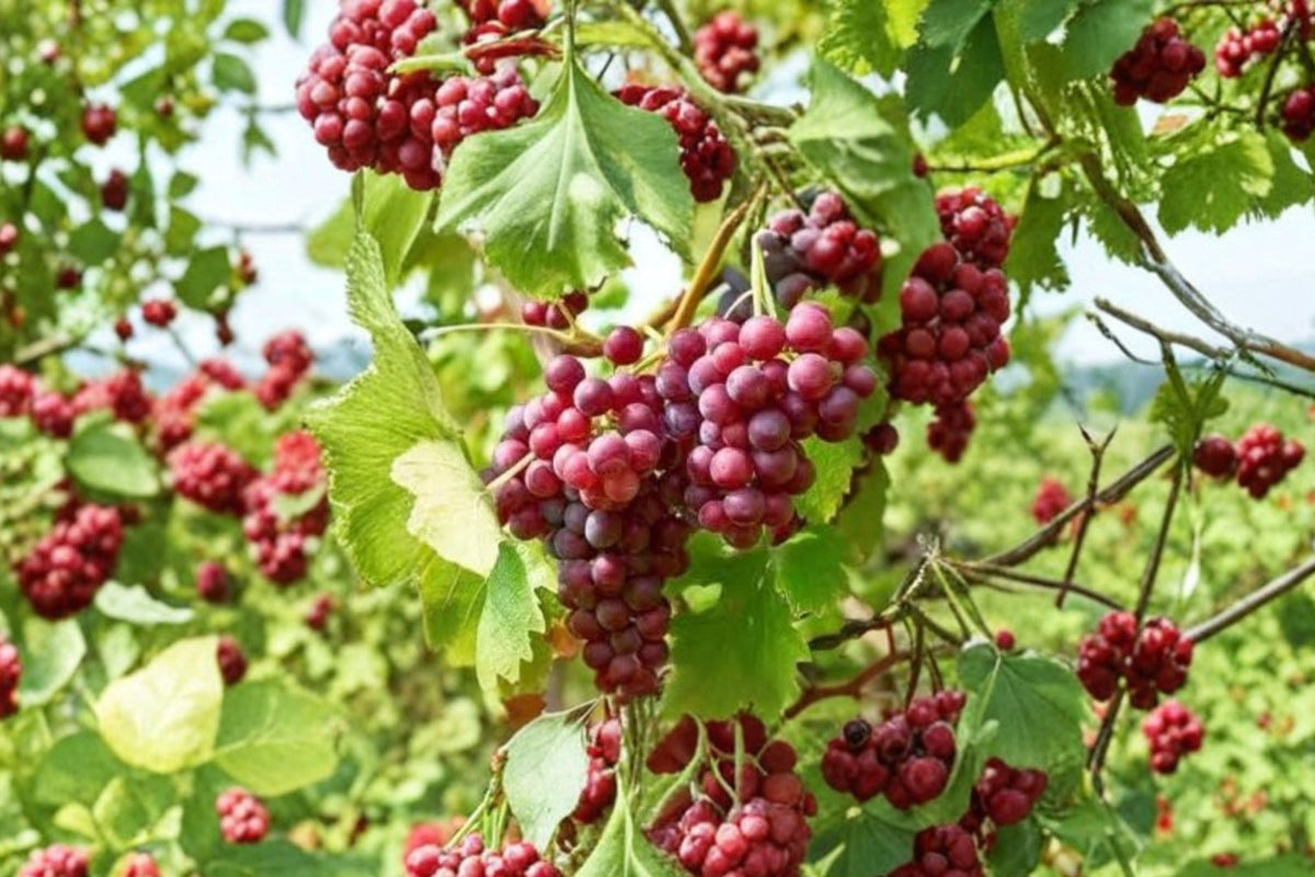 Red Flame Seedless Grape Vine Live Plant – 1–2 Year Old | Pruned & Well Rooted | Seedless Fruit Vine | Backyard Vineyard Starter Plant